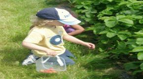 Strawberry Picking