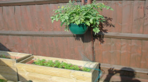 New Vegetable Patch 2010